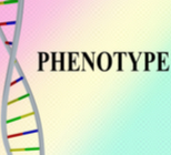 פנוטיפ: מאגר אבחון תסמונות של עוברים-תמונה